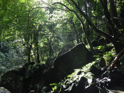 Glowworm Cove Glowworm Cove